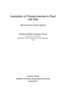 Acetylation of Polysaccharides in Plant Cell Wall
