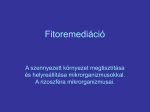 Fitoremediáció