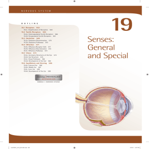 19. Senses General and Special