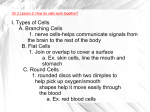 I. Types of Cells A. Branching Cells 1. nerve cells