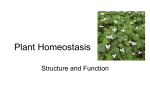 Plant Homeostasis