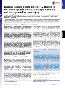 Neuronal calcium-binding proteins 1/2 localize to dorsal root ganglia