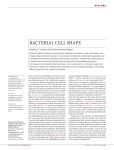 bacterial cell shape - Jacobs-Wagner Lab