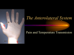 The Anterolateral System