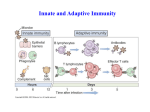 lymph nodes - Molecular Immunology