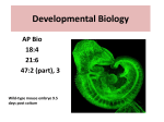 Developmental Biology