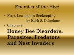 Enemies of the Hive - Wake County Beekeepers