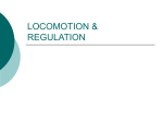 Locomotion and Regulation