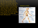 Skeletal system.