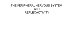 THE PERIPHERAL NERVOUS SYSTEM AND REFLEX ACTIVITY