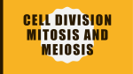 Cell Division Mitosis and Meiosis