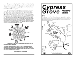 Cypress Grove Walk - Point Lobos Foundation