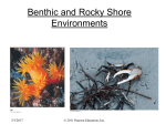 PPT: Benthic and Rocky Shore Organisms