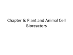 Chapter 6: Plant and Animal Cell Bioreactors