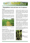 Phytophthora Root and Stem Rot of Soybean