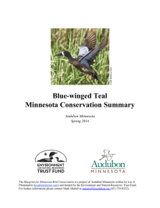 Blue-winged Teal Blue-winged Teal Minnesota Conservation