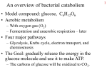 Transport of molecules into a bacterial cell