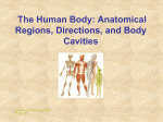 anatomy chapter 1 anatomical regions (2)