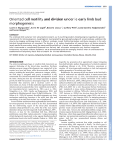 Oriented cell motility and division underlie early limb bud