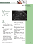 gallbladder Mucocele in dogs