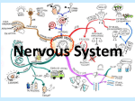 Nervous System P2
