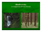 Biodiversity A Comparison Of Two Forests