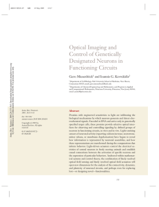 optical imaging and control of genetically designated neurons in