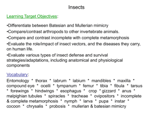 Biology\Insects