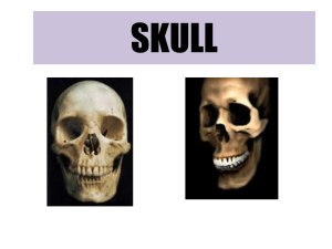 skull - lms.manhattan.edu