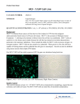 MCF- 7/GFP Cell Line
