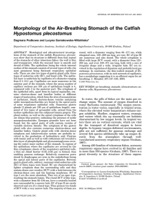 Morphology of the air‐breathing stomach of the catfish Hypostomus