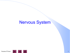 6-1 Nervous System