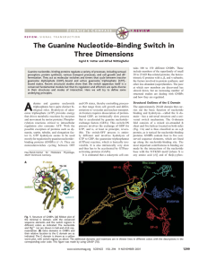 The Guanine Nucleotide–Binding Switch in Three Dimensions