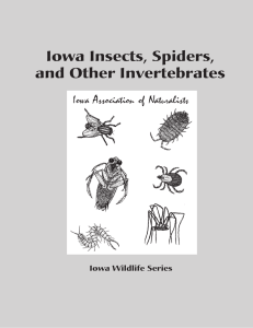 Iowa Wildlife Series - Iowa Insects, Spiders, and Other Invertebrates