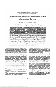 Sensory and sympathetic innervation of the mammalian