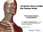 10 great views inside the human body