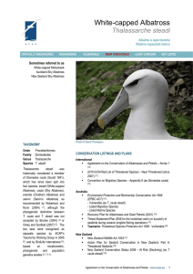 White-capped Albatross - Agreement on the Conservation of