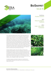 Neptune Seagrass
