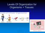 Levels Of Organization - Sterlingmontessoriscience