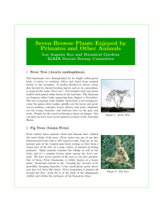 Seven Browse Plants Enjoyed by Primates and Other Animals