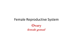 IIII ovary -female reproductive system - Progetto e