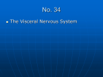 Visceral motor Nerves