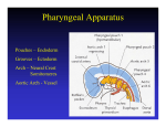 14 Pharyngeal Apparatus