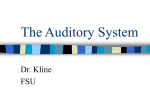 The Auditory System