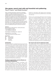 Hox genes, neural crest cells and branchial arch patterning Paul A