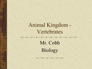 Animal Kingdom - gcaramsbiology
