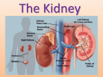 F214: Communication, Homeostasis and Energy 4.2.1 The Kidney