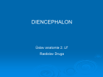 the diencephalon