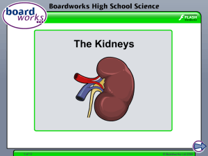 The Kidneys