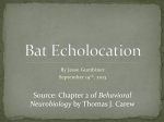 Bat Echolocation - (canvas.brown.edu).